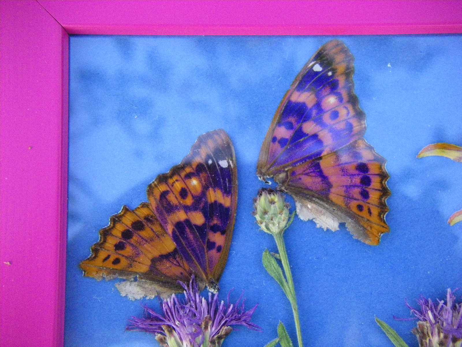 Le Farfalle di Elisa: Quadri fiori e farfalle