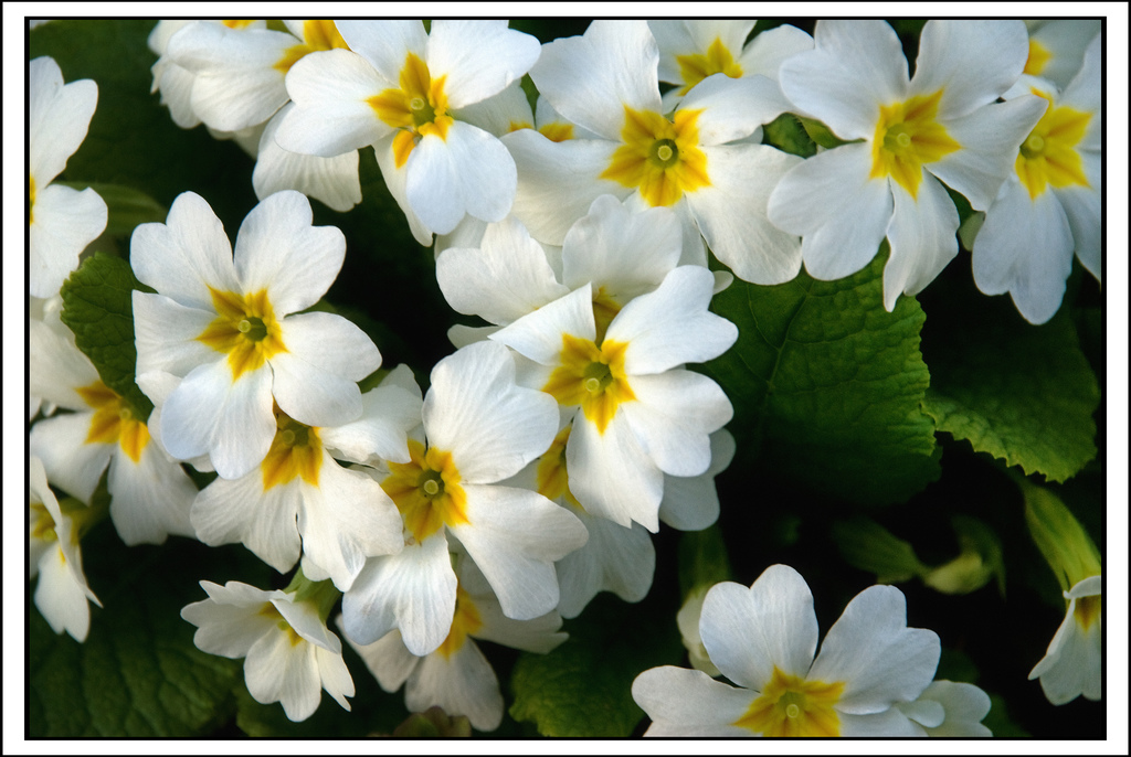 Species of UK: Week 28: Primrose (‘Primula vulgaris’)