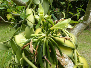 Vanilla planifolia - Vanillier - Vanille Vanilla planifolia - Vanillier - Vanille