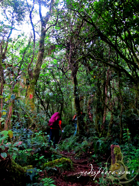 Akiki trail passing the upper montane mossy forest going to Mt. Pulag  