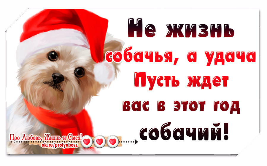 новогодние стихи про собак для детей. шпиц собака с новым годом. четверостишие про собак новый год. щенок и котенок новый год. песенка про котенка и щенка.