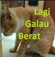 :galau
