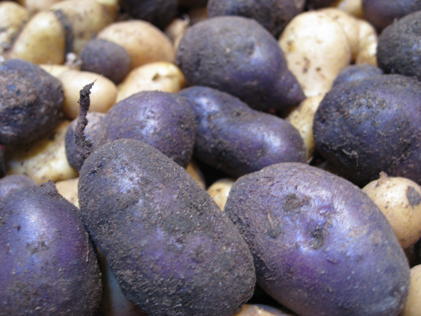 Red Bucket Farm Blue Potatoes