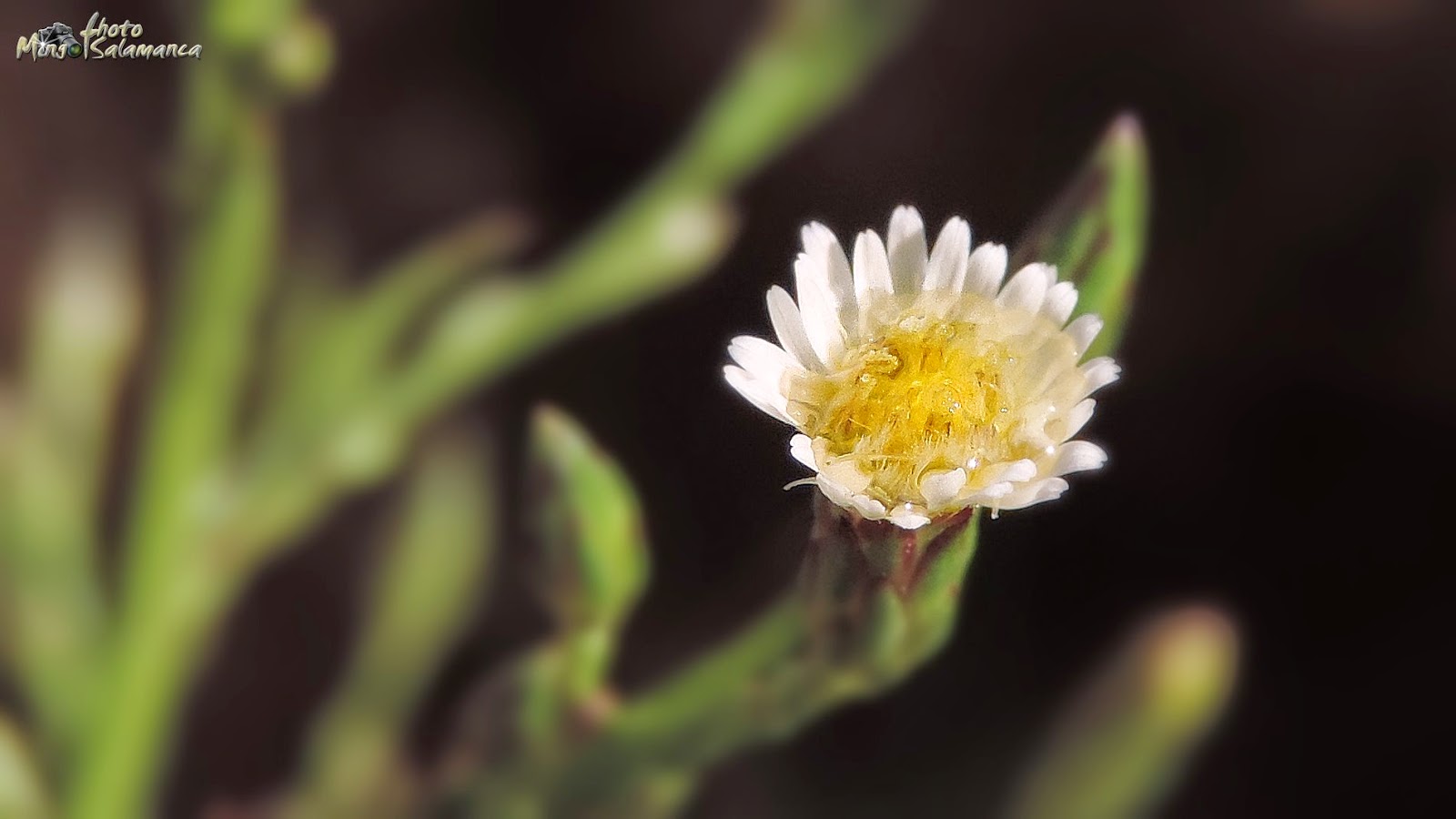 NaturAranjuez ASTER SQUAMATUS