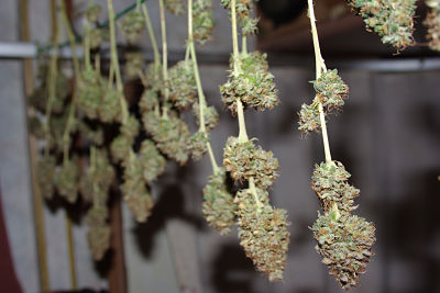 Secado marihuana Marihuana en la fase de secado