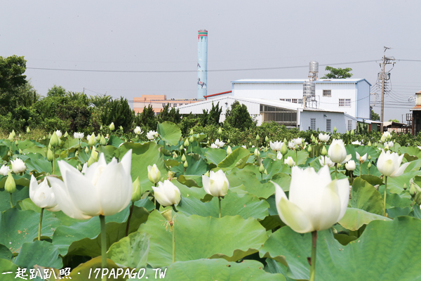 《台中.后里》舊社里白荷花池,賞白荷不用到白河 《台中.后里》舊社里白荷花池,賞白荷不用到白河