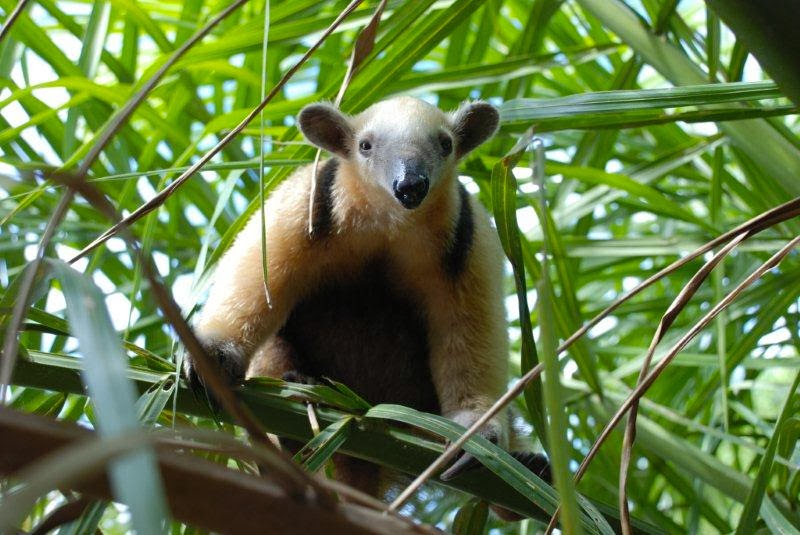 Rambling 'round the Rainforest: What Foods Do Anteaters Eat?
