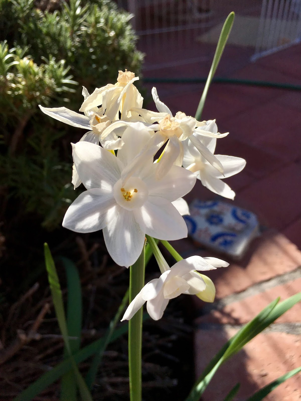 Blooming Paperwhites