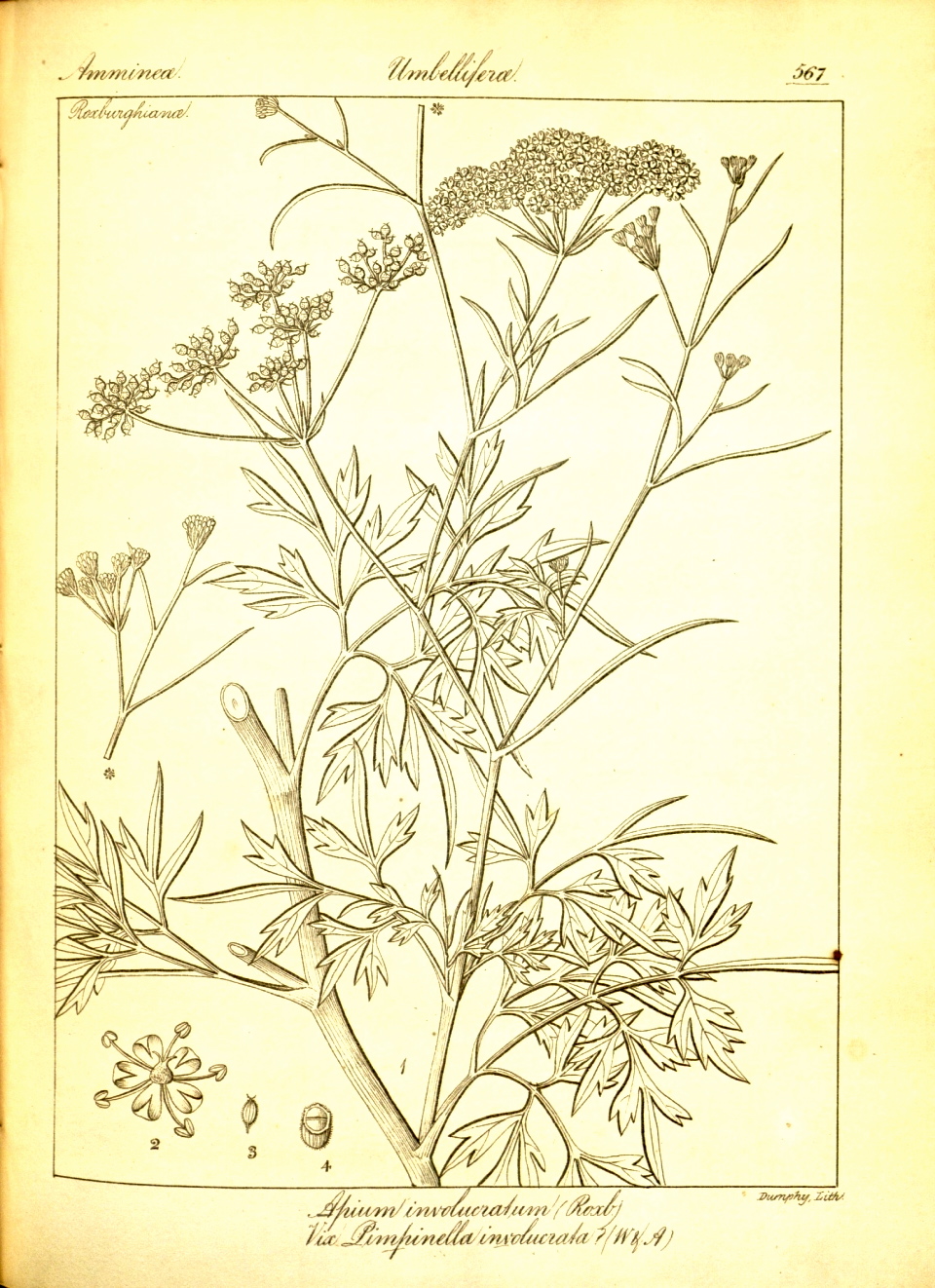 Keep Calm & Curry On Ingredients Radhuni, Ajmod, Wild Celery Seed