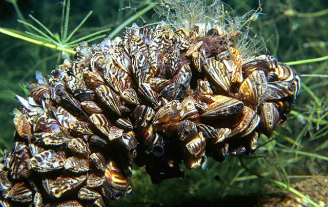 Dreissena polymorpha Global Bilgiler