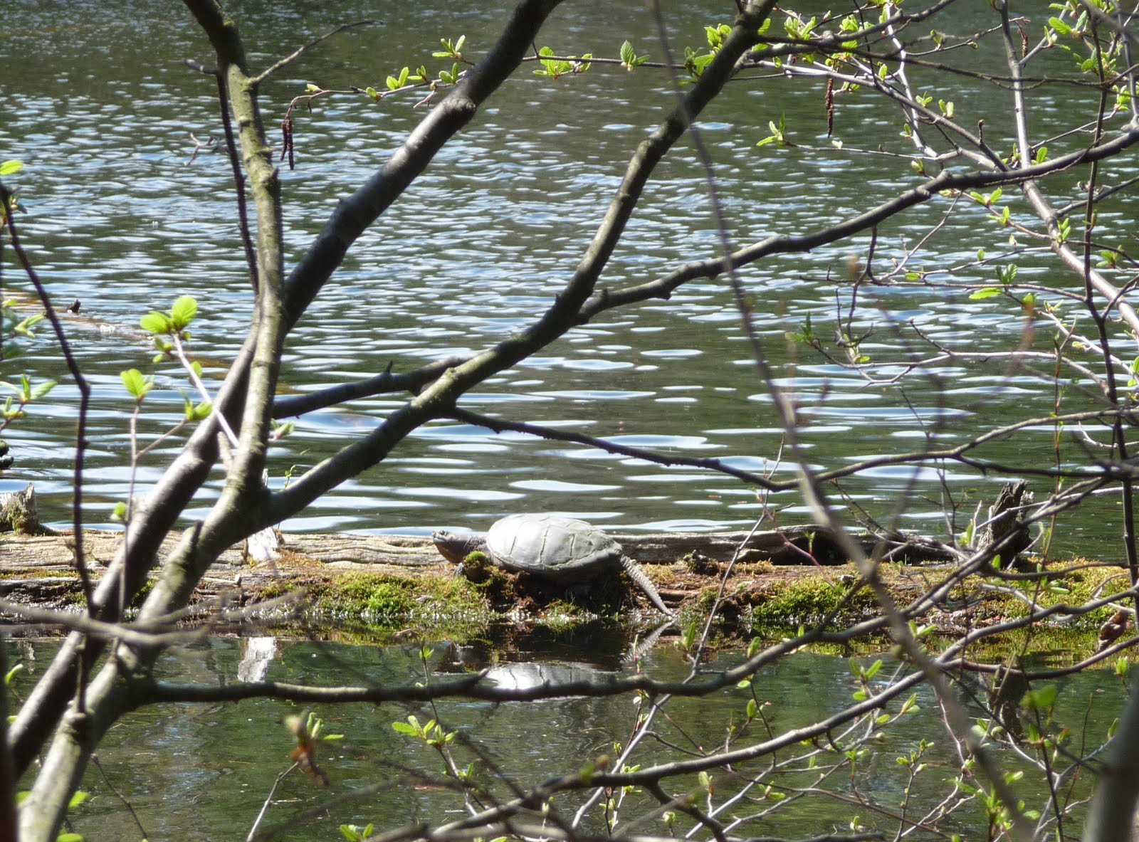 A Place of Friends Turtle Explosion