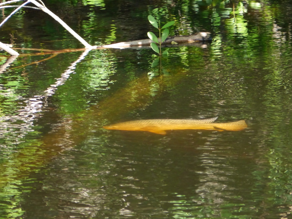 Thomas Edison Fort Myers Floride Henri Ford  Florida Gar