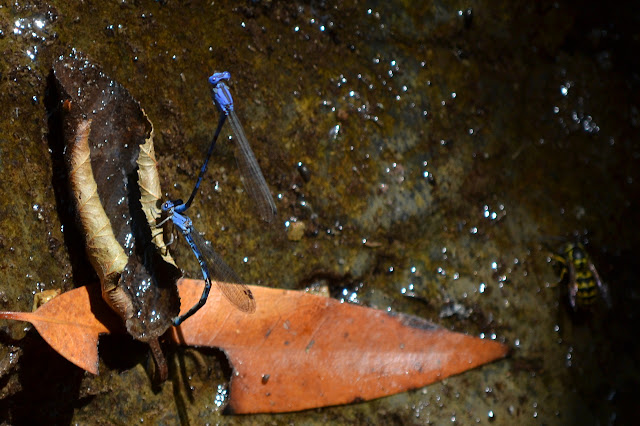 damsel flies and yellow jacket