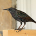 a good birdy birdy: remembering Arlo the starling