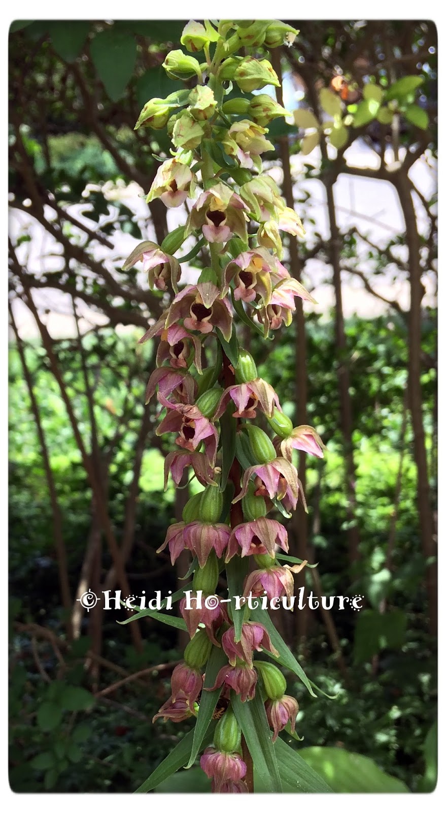 Heidi Horticulture Plant Profile Orchids in Ontario?