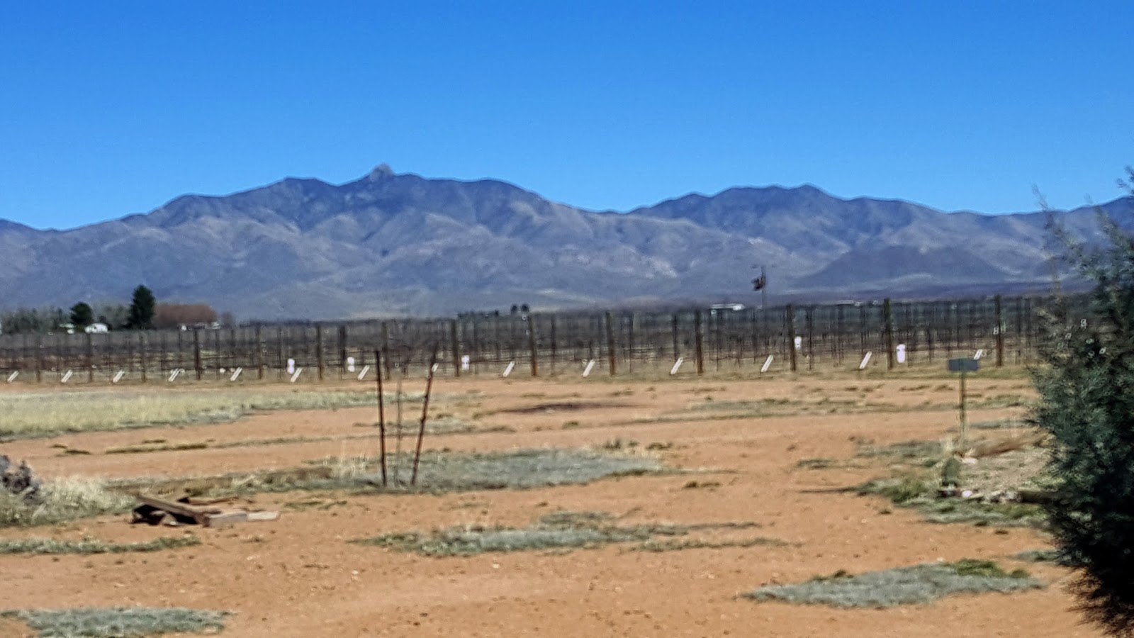 The Vineyards of Willcox AZ