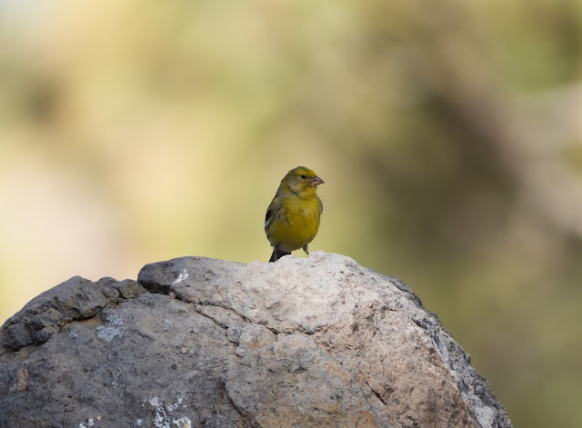Atlantic Canary - Las Lajas, Tenerife Atlantic Canary - Las Lajas, Tenerife