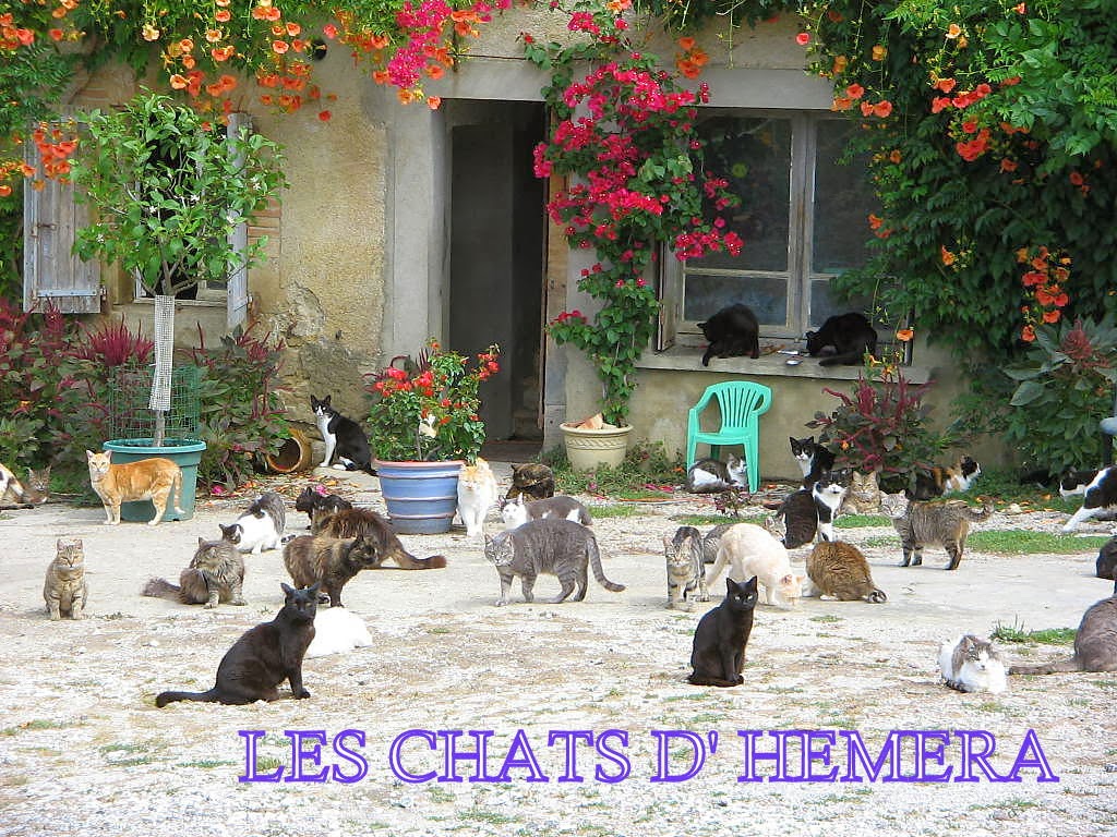 LES  CHATS  D'  HEMERA