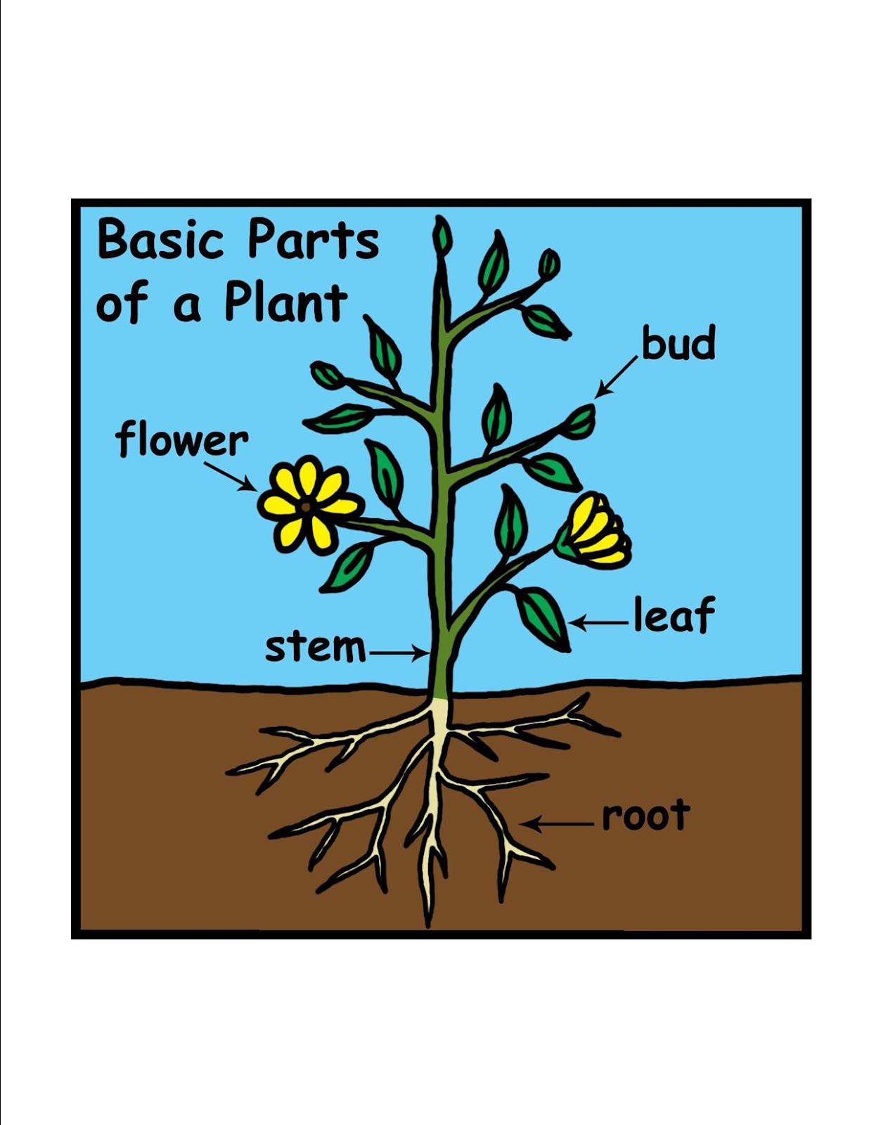 Grandmother's House Learning about Plants