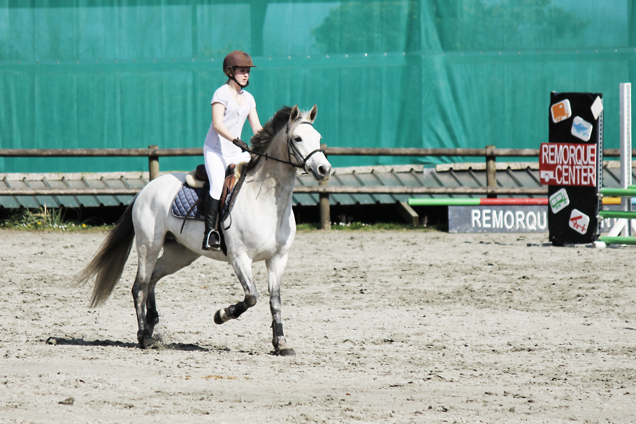 passions photographie équine passions photographie équine