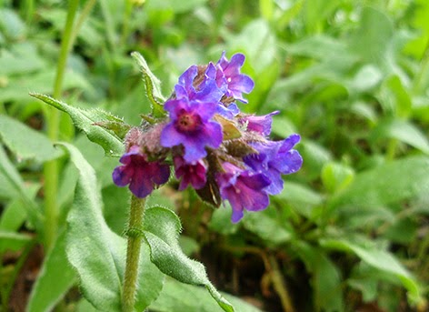 Pulmonaria (Pulmonaria officinalis)flor silvestre azul