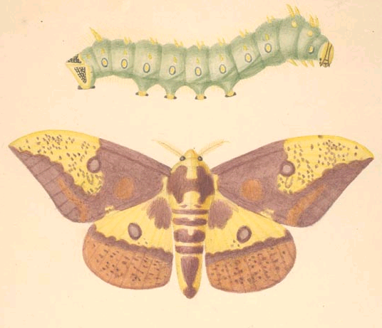 BOOKTRYST: Early American Butterflies Alight In South Carolina