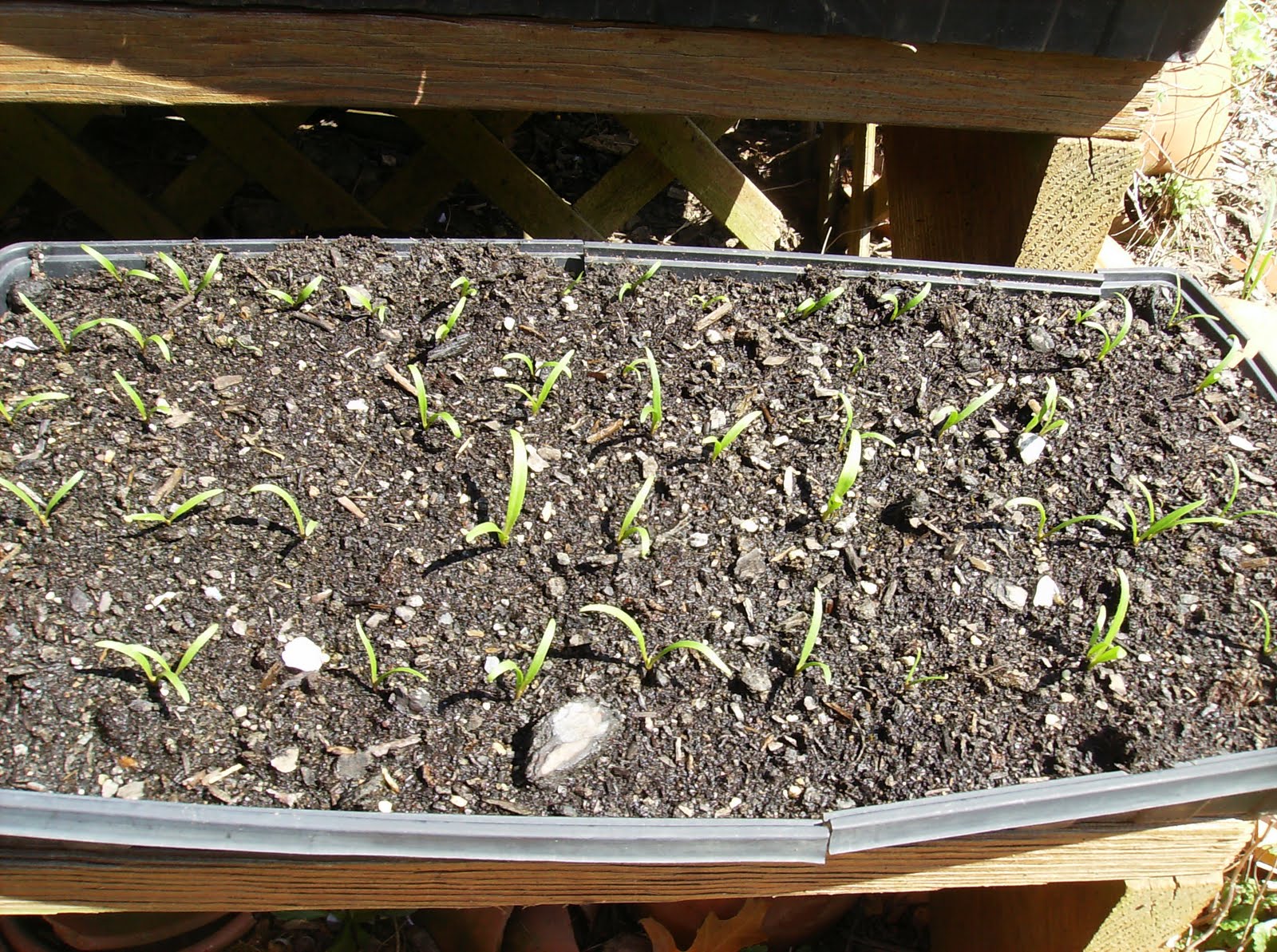 The Rusted Vegetable Garden