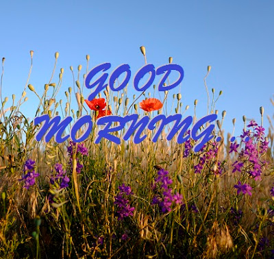 Good Morning Images With Flowers Good Morning Images With Flowers