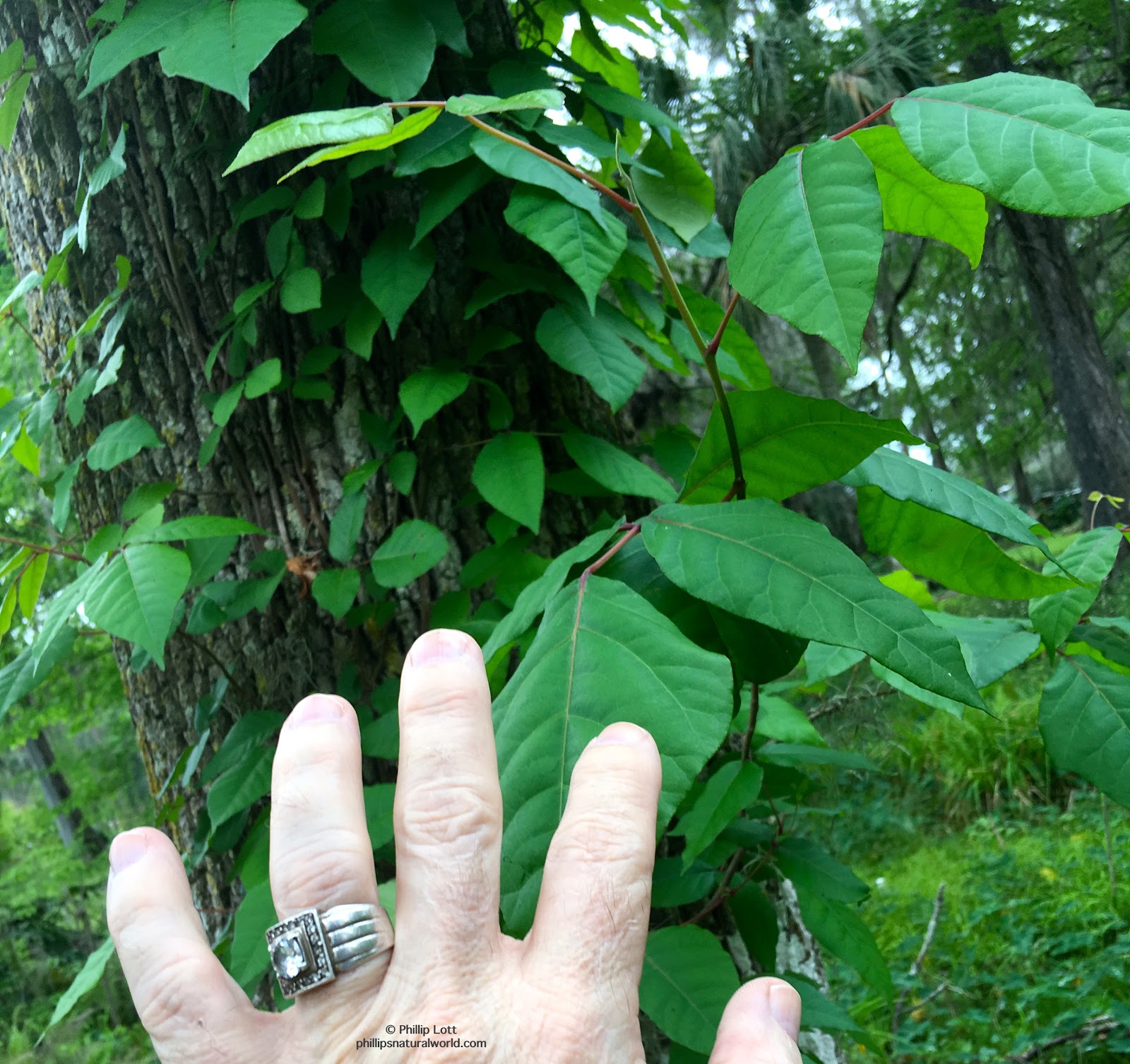 Phillip�s Natural World Florida�s 4 Common Poisonous Plants