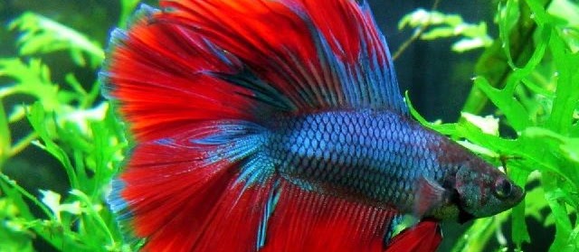 5 Penyakit Ikan Cupang dan Cara Mengobatinya secara Alami
