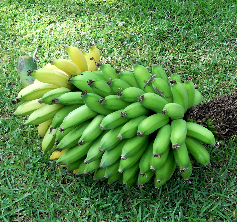 A Kitchen Garden In Kihei Maui Growing Dwarf Le Bananas Growing Dwarf Le Bananas