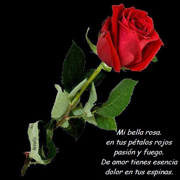 JARDINES DEL ALMA: MI BELLA ROSA