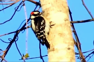 Male Downy Woodpecker