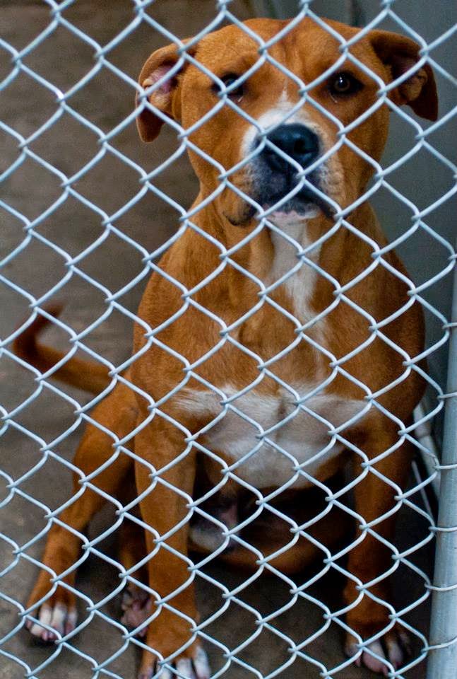 BelinfanteIndianmotorcycles Roswell New Mexico Animal Control Murder