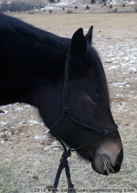 Adventures in Colt Starting Stud Chains vs. Rope Halters