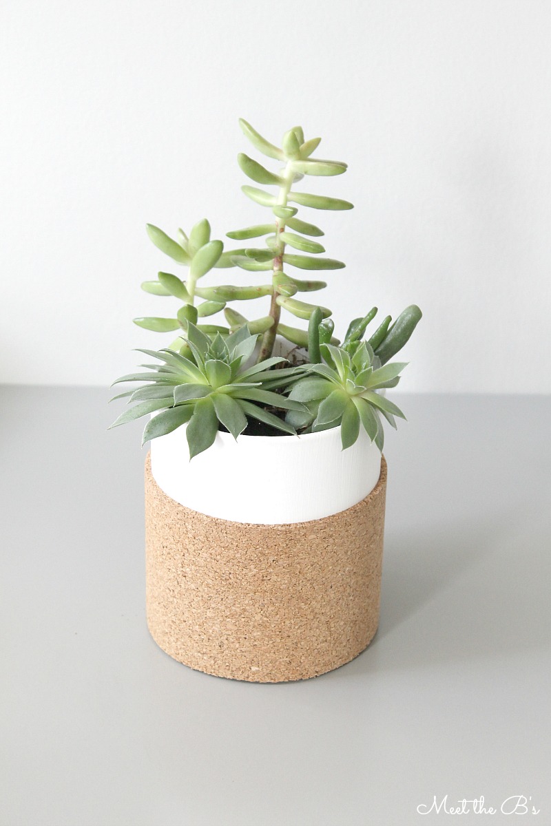 DIY Cork Wrapped Succulent Planter Monthly DIY Challenge The