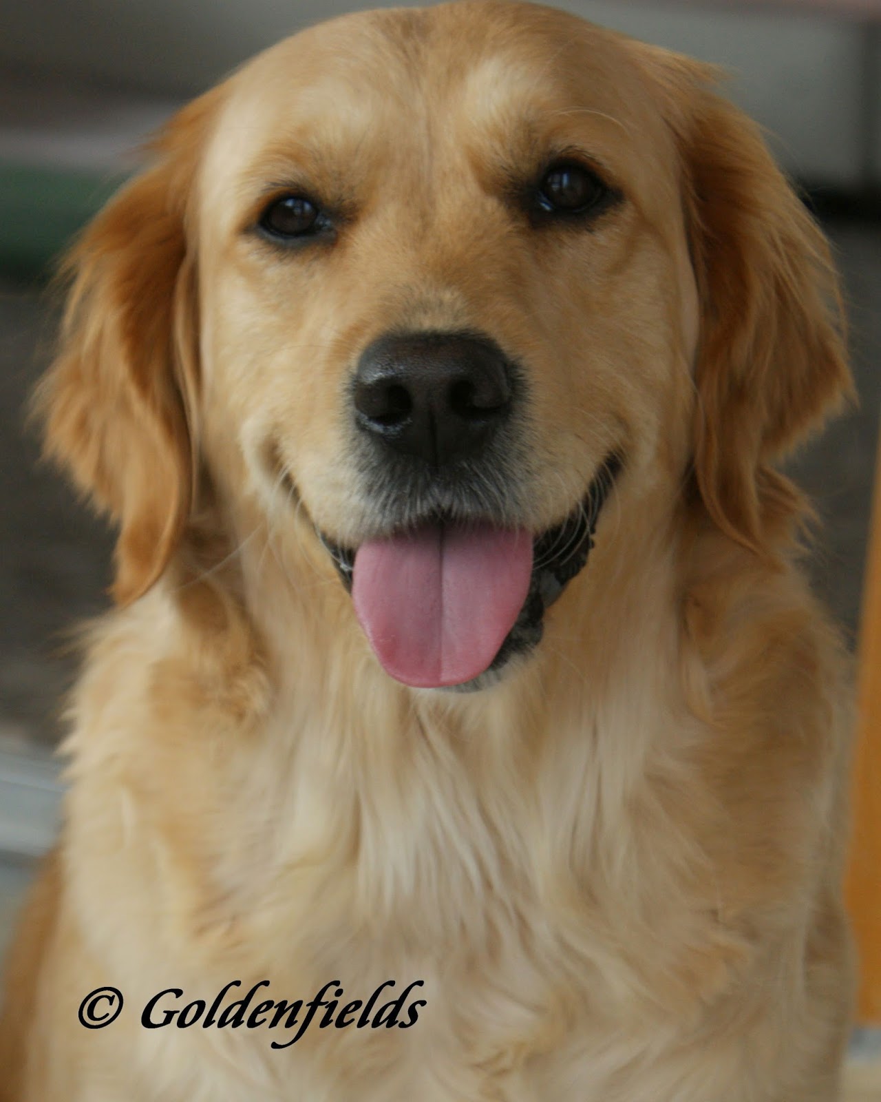 Goldwelpen Golden Retriever Welpen Familienzucht Unsere Freundliche Golden Retriever Zuchthundin Luxy Hat Geburtstag 3 Jahre Alles Gute