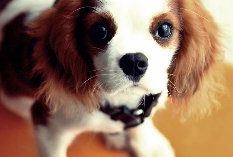 Evinizde Besleyebileceğiniz Sevimli 8 Köpek Türü https://www.listeblogu.com/2019/01/evinizde-besleyebileceginiz-sevimli-8.html