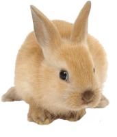 Coelho png Coelho png