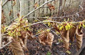 Hamamelis x intermedia Arnold Promise witch hazel blooms in clusters by garden muses: a Toronto gardening blog