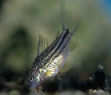 Jenis Ikan Corydoras napoensis