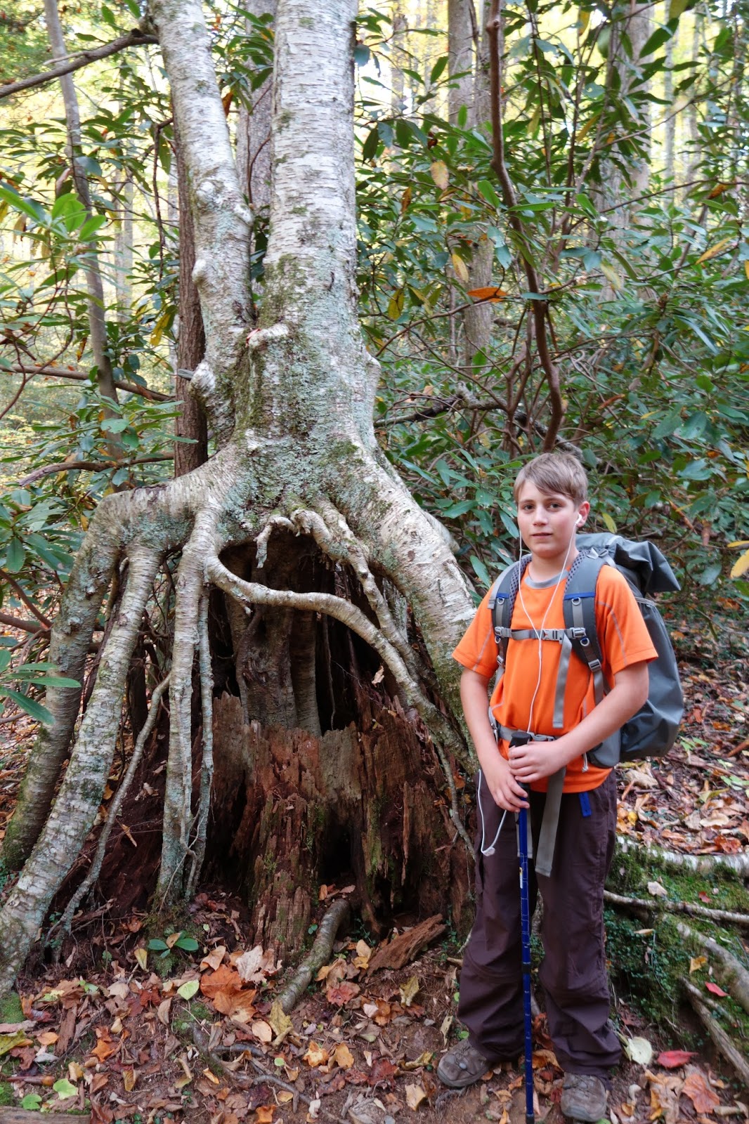 Aidan with stilt birch roots