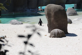 domani andiamo a Piscina Pinguini Zoom