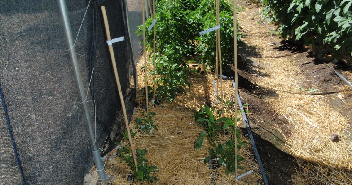 Xtremehorticulture of the Desert Too Much Shade on Tomatoes Equals No