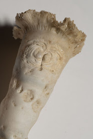 Real Monstrosities: Watering Pot Shell