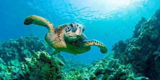 Kepulauan Seribu, Keindahan Bahari Yang Tiada Duanya Sebuah keindahan laut yang merupakan anugerah dari Sang Maha Pencipta memang sangat men Kepulauan Seribu, Keindahan Bahari Yang Tiada Duanya