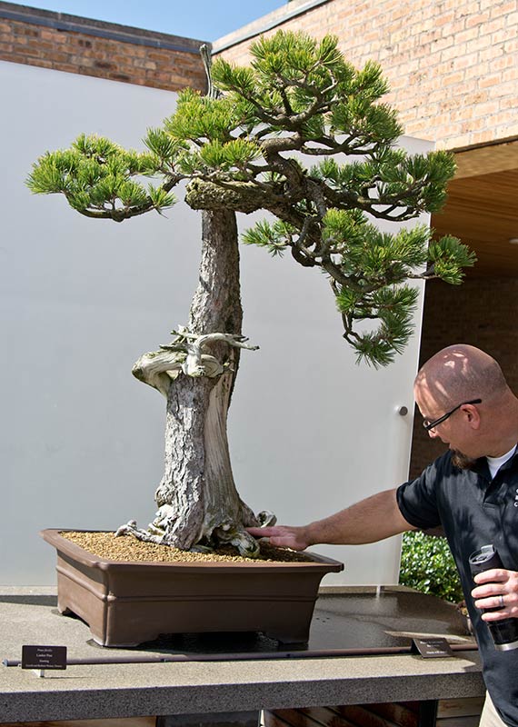 Walter Pall Bonsai Adventures Chicago Botanic Garden Ysis Of It Is Located At Chicago Botanic Garden In The Bonsai Collection Chris Baker Curator Of And I Yzed Tree Stud