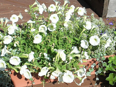 Petunia http://jomtanambunga.blogspot.com