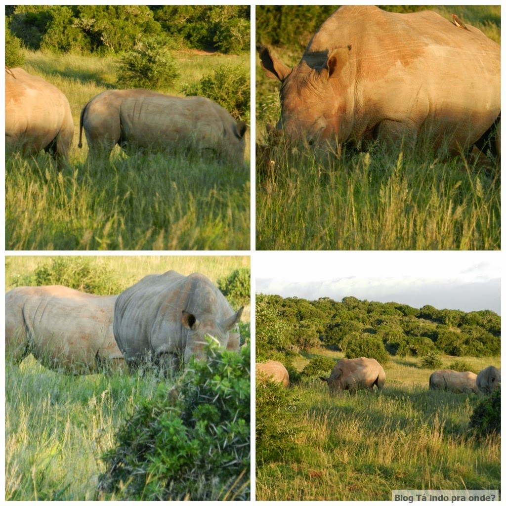 rinocerontes no safári