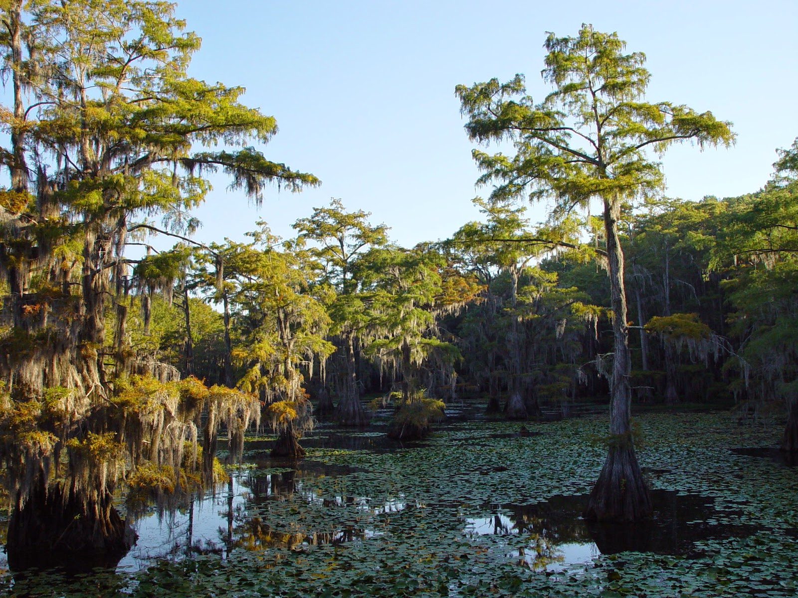 Dark Swamp HD (high definition) Wallpapers 1 Amazing World Gallery